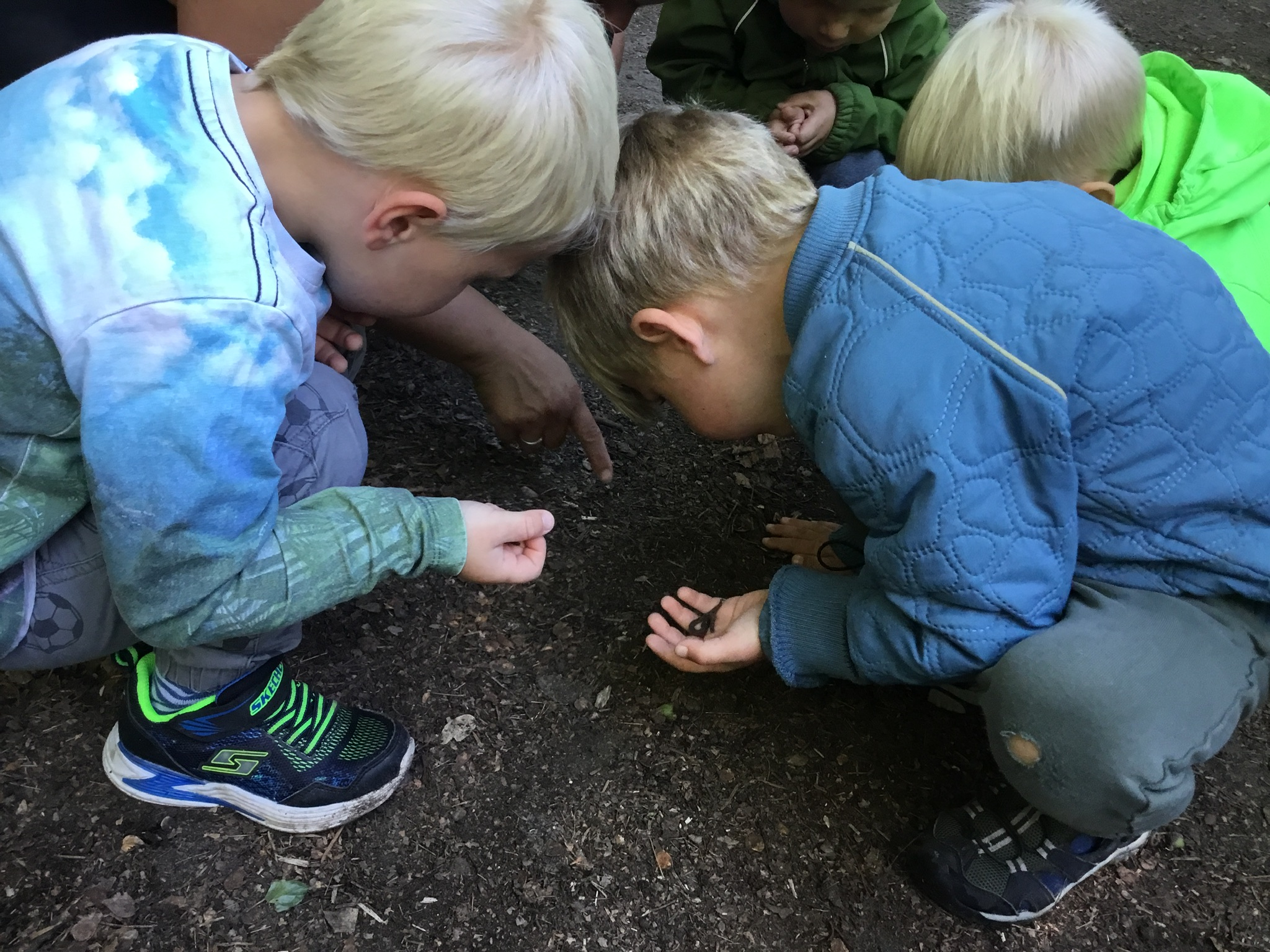 Børn finder insekter